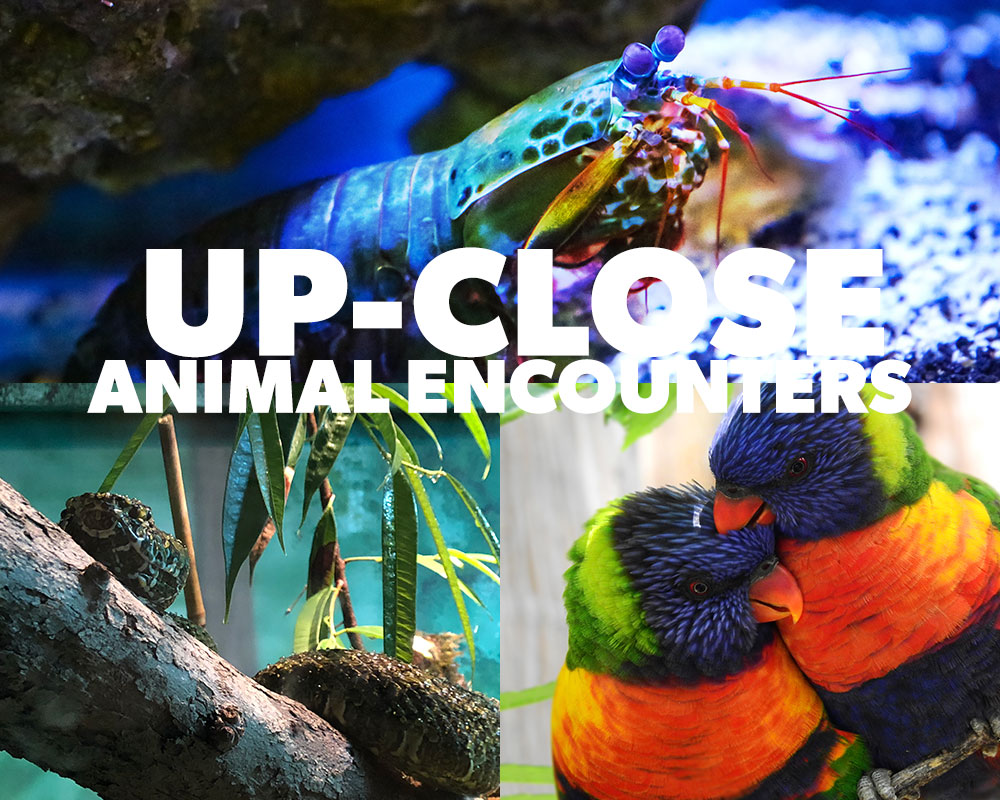 True Colors Safari Animals Mobile True Colors Safari Animals Mobile