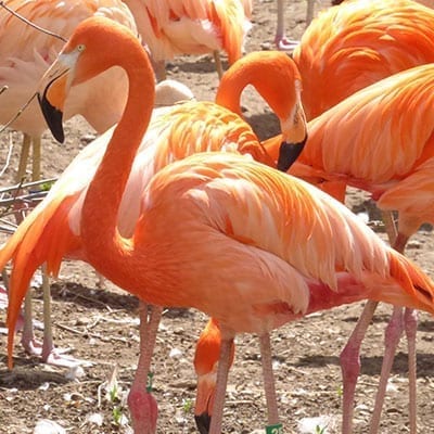 American_Flamingo_thumbnail american flamingo