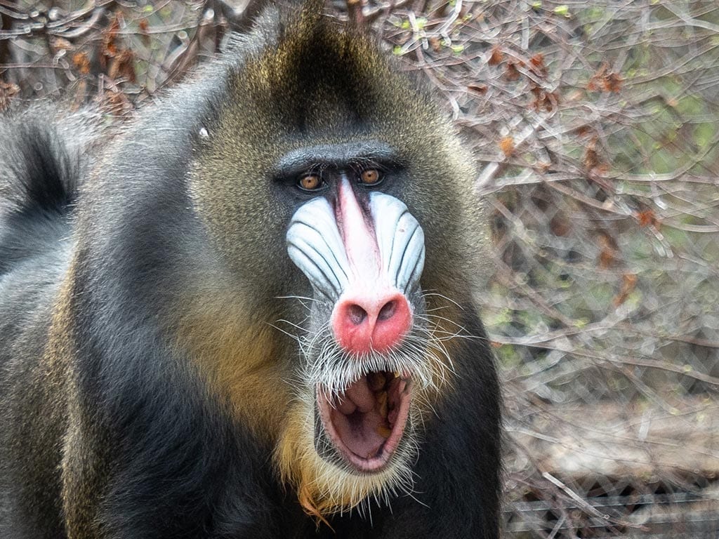 mandrill denver zoo