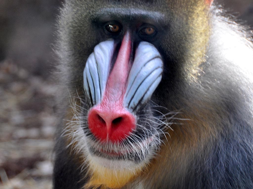 mandrill denver zoo