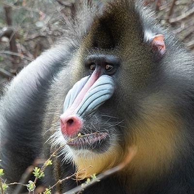 mandrill denver zoo