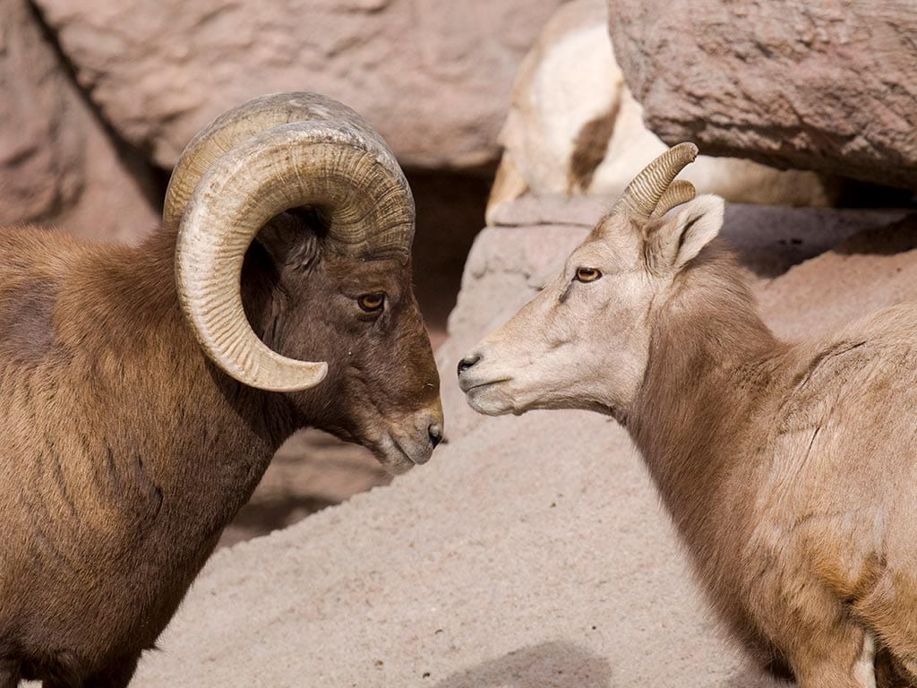 Image result for male and female bighorn sheep