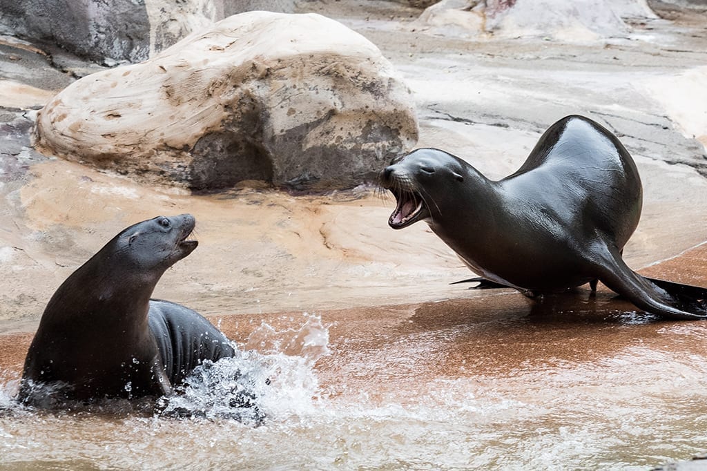 Sea Lions Sea Lions