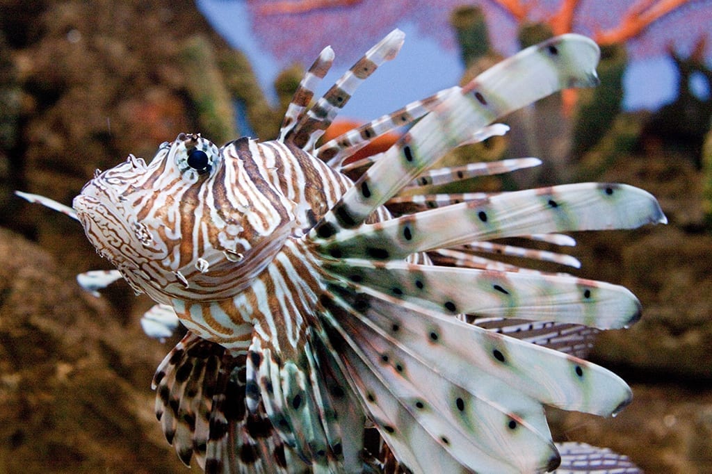 lionfish denver zoo