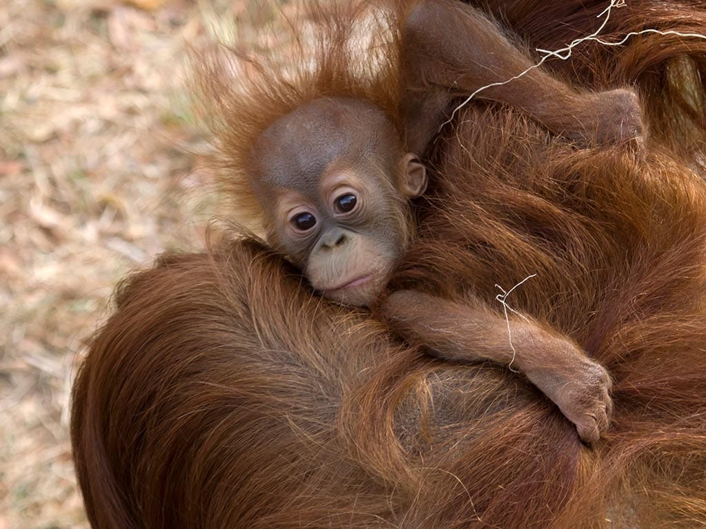 Sumatran Orangutan Denver Zoo