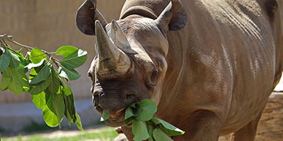 flamingle-rudy male black rhino