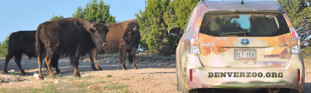 Denver Zoo van but bison