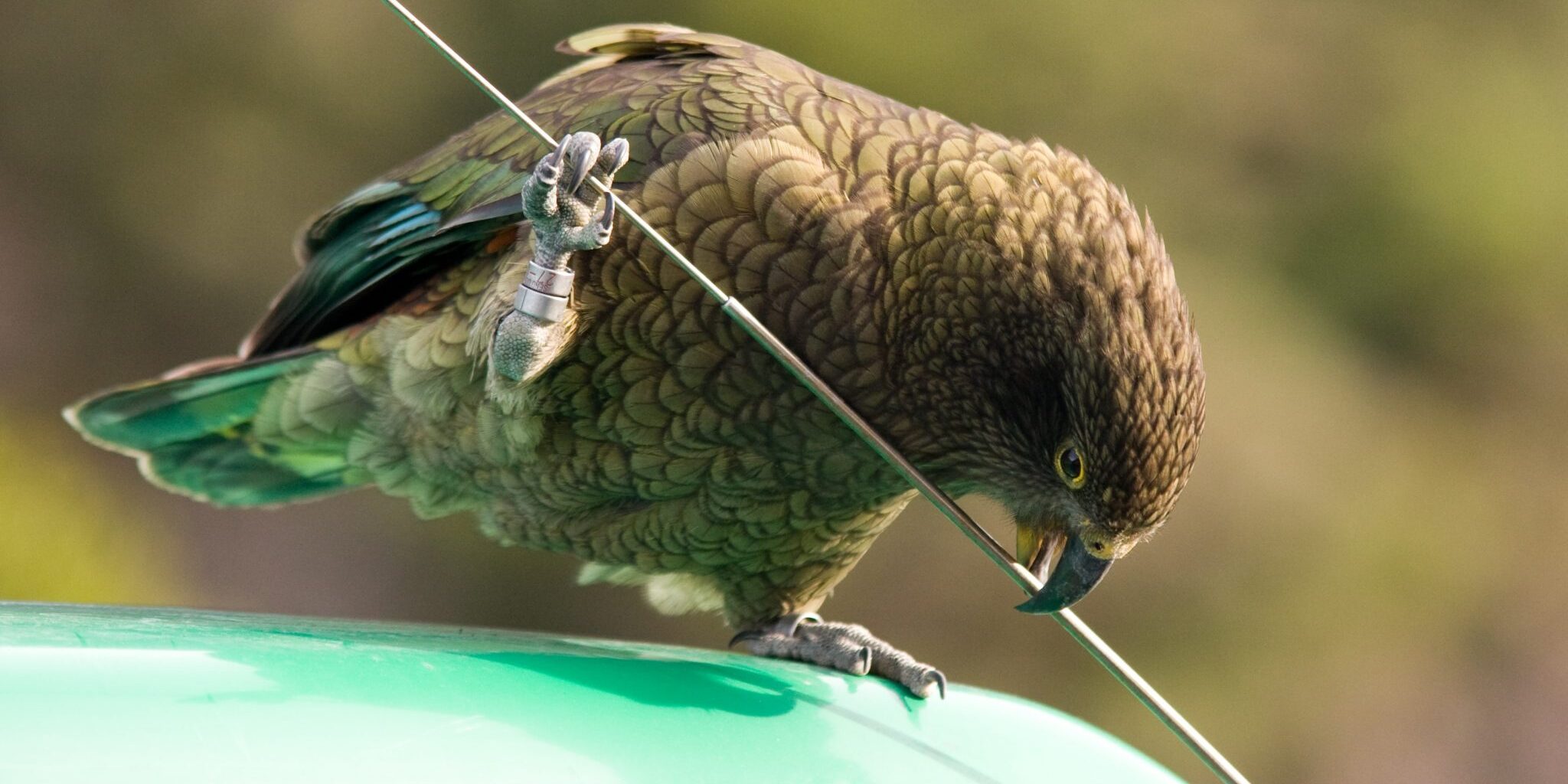 cheeky kea, Arthur's Pass NP Photo by: Andrius Pasukonis
